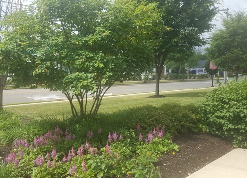 Landscaping